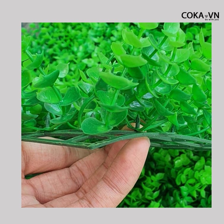 Thảm Cỏ Tai Chuột